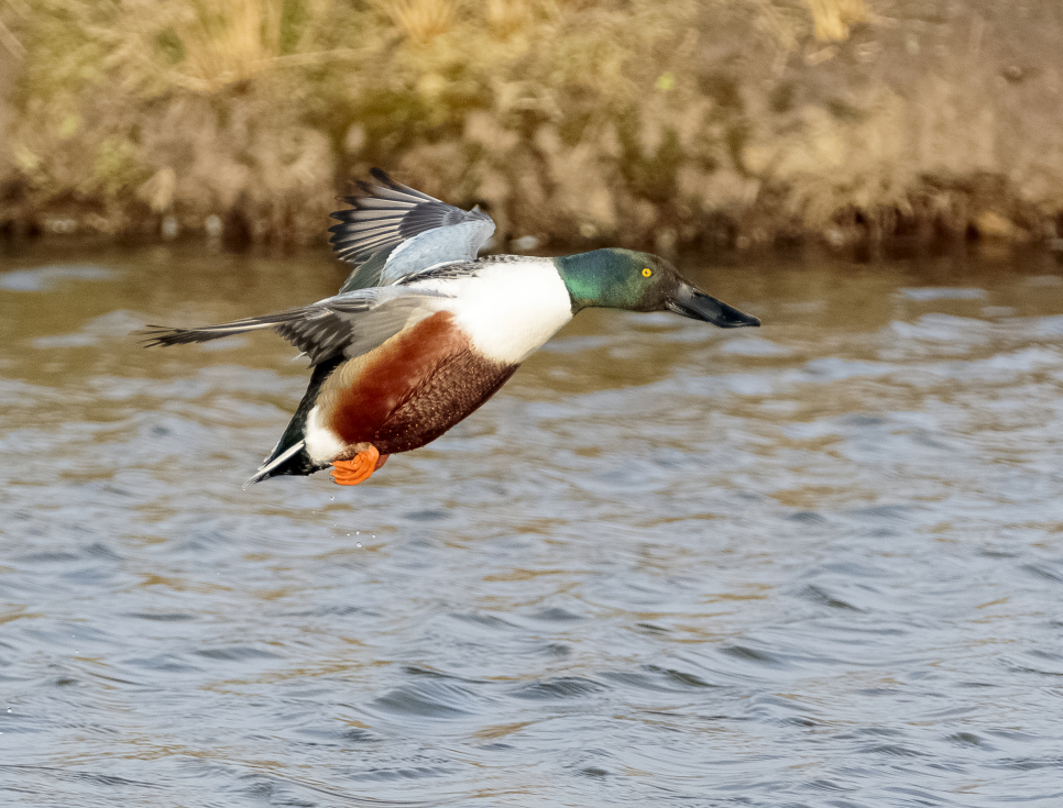 Bucketloads of shoveler